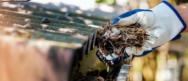 Pine Needle Gutter Cleaning in Newport Beach